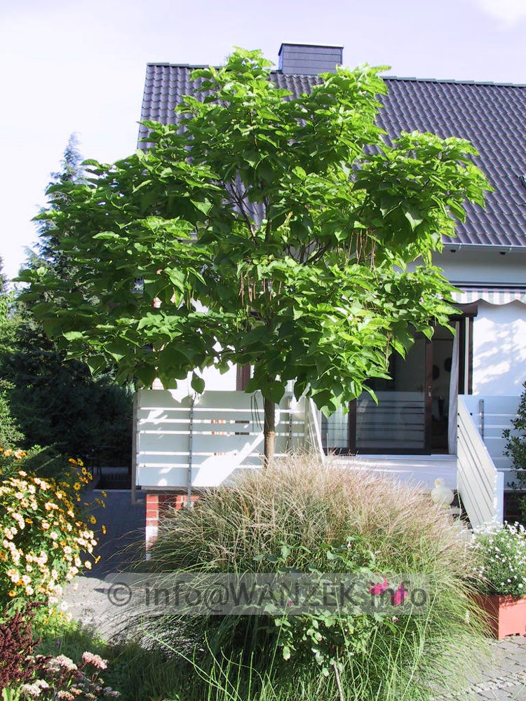 Catalpa bignonioides Aurea - Spaetsommer 2.jpg